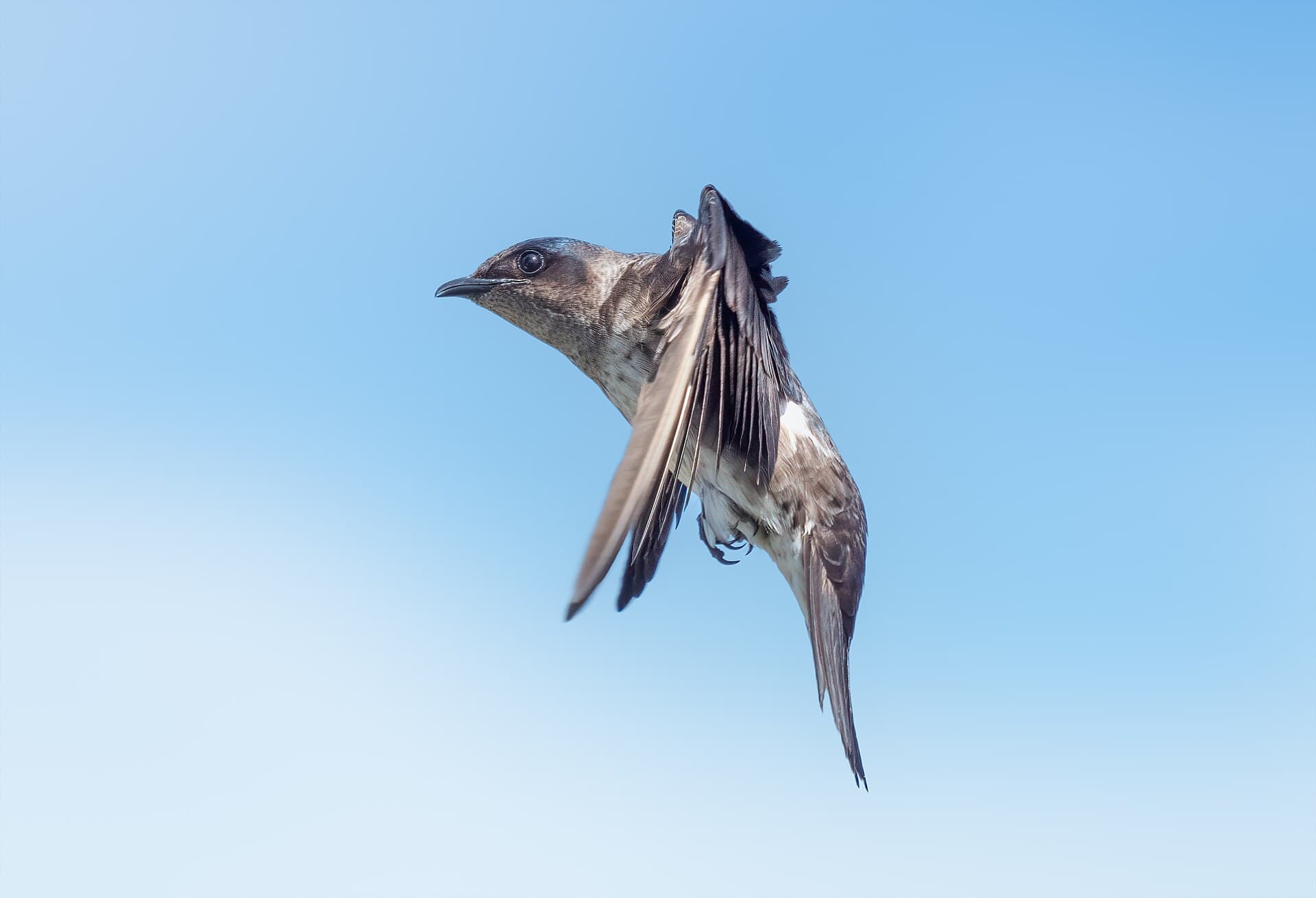 A purple martin in flight. Photo: Rhododendrites / Wikimedia Commons (CC BY-SA 4.0)