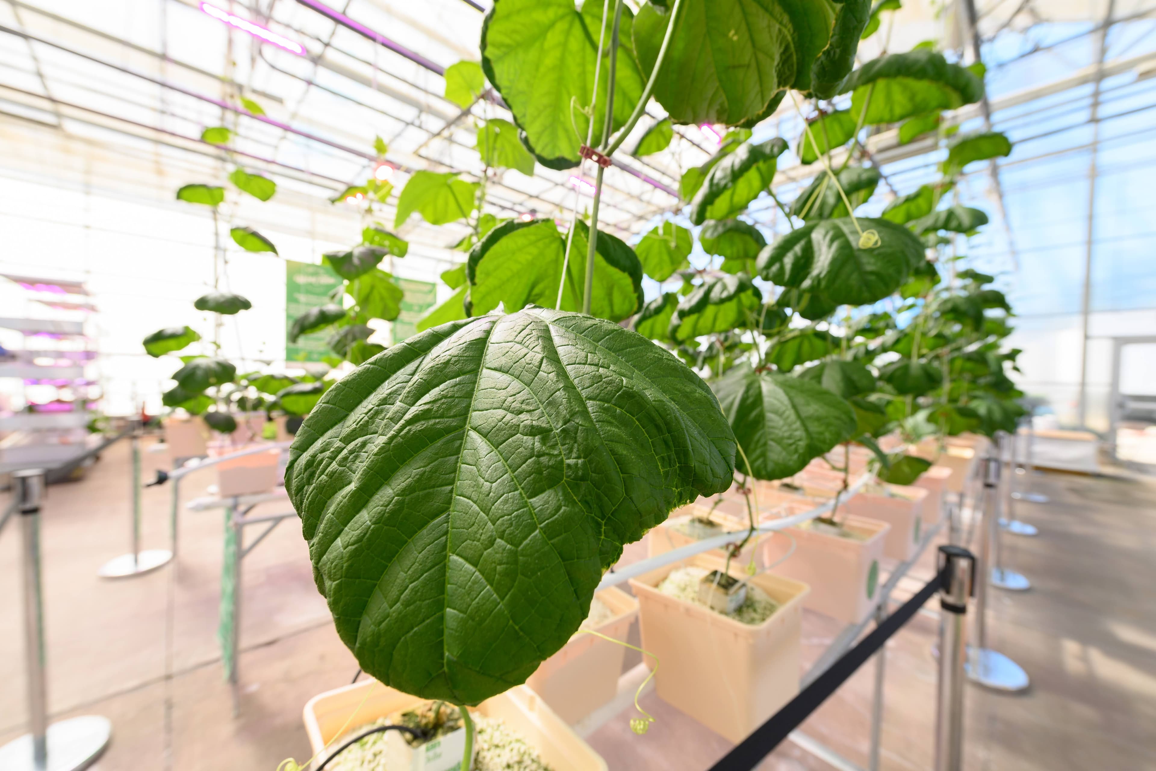 File photo: Leafy plants grow in containers inside a greenhouse.