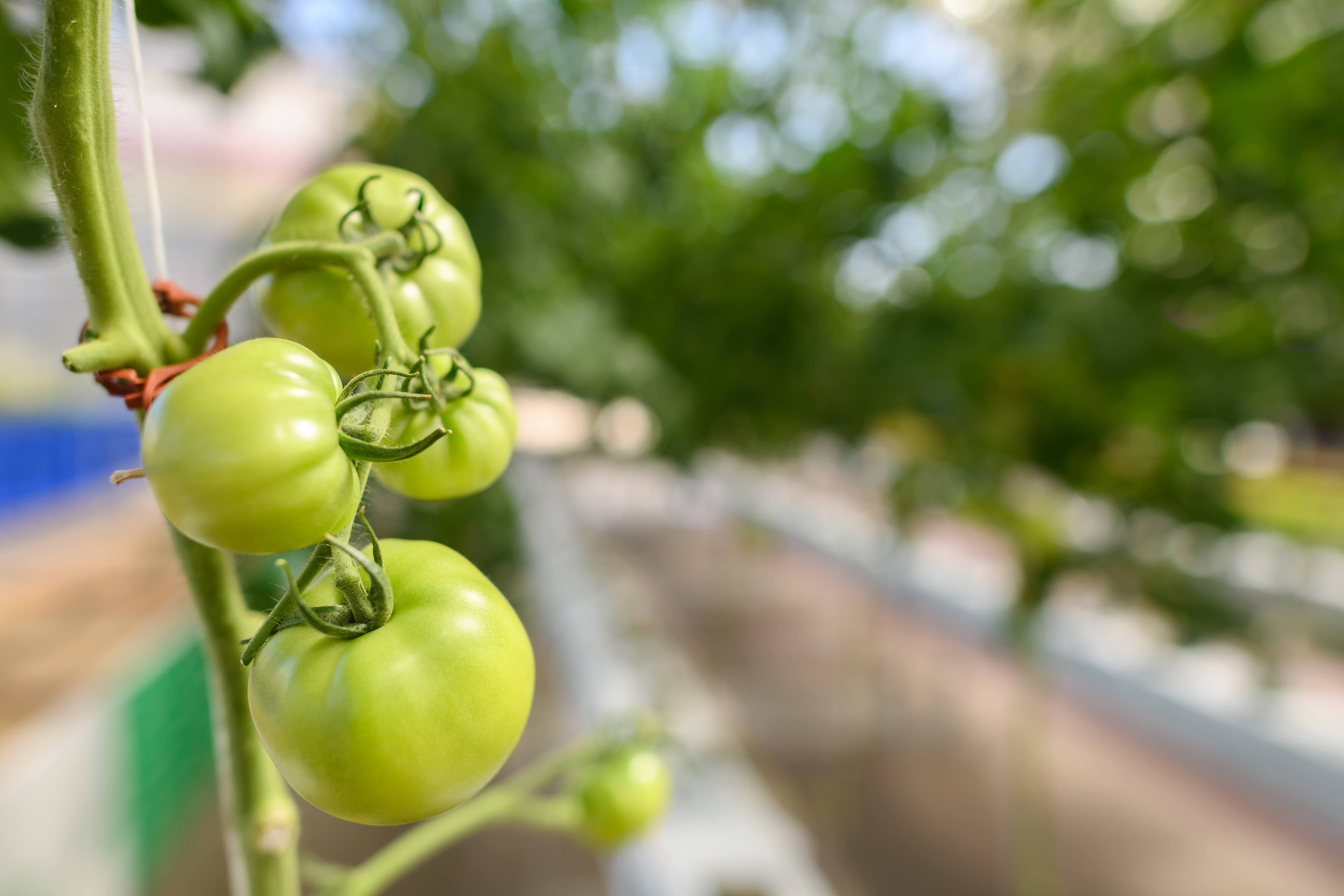 File photo: A green tomato grows on a vine.